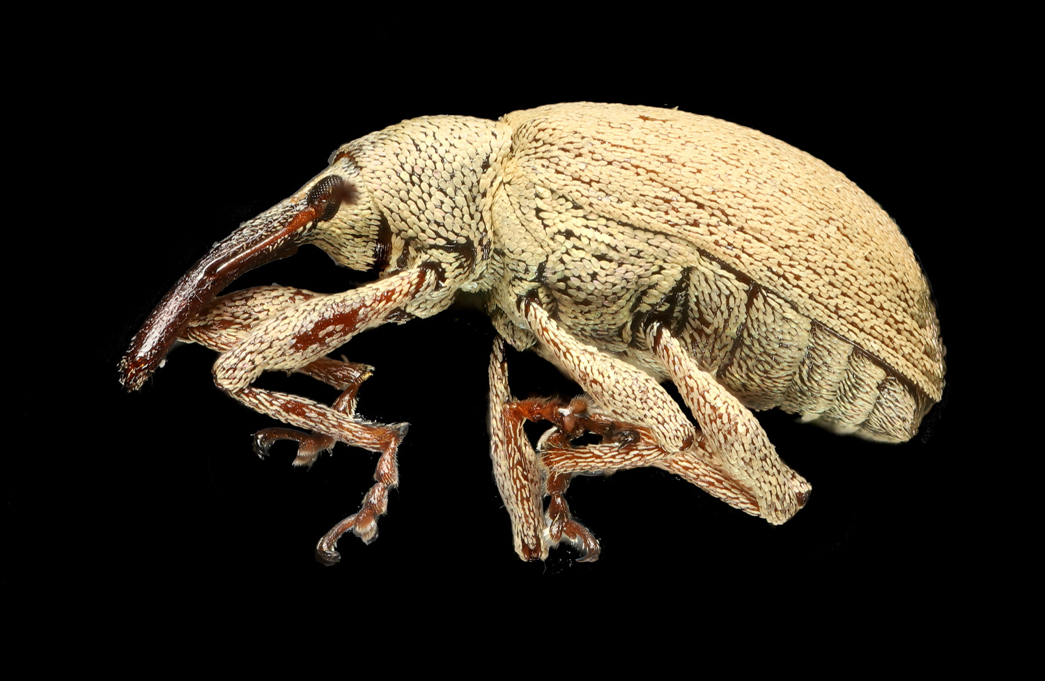 Student in vivarium